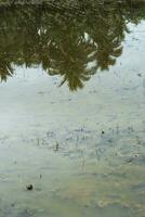 planté riz champ avec réflexion de paume des arbres. photo