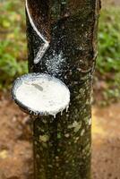 latex égouttage de caoutchouc arbre dans bol. photo