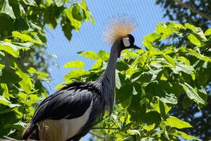 coloré élégant perroquet oiseau sur une flou Contexte photo