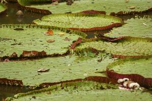 géant l'eau lis Victoria amazonie à premier nuit floraison. le seconde nuit il se tourne rose. photo