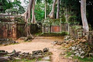 ta prohm temple, angkor, près siem recueillir, Cambodge photo