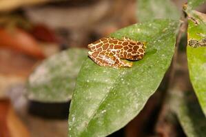 pitre rainette dendropsophe leucophyllatus photo