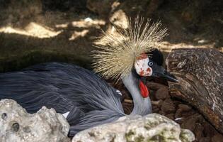 coloré élégant perroquet oiseau sur une flou Contexte photo