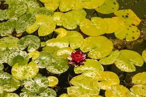 le modèle de grand lotus feuilles flottant sur étang photo