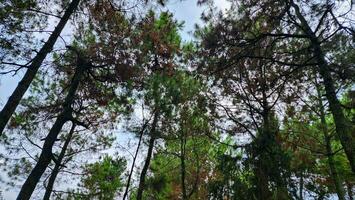 pin des arbres dans le forêt. vue de le bas en haut. photo