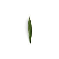feuille feuillage Cadre le élégance de natures feuilles isolé sur blanc Contexte photo