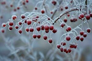 ai généré la glace couvert rouge baies sur branche photo