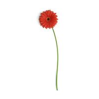 gerbera rouge dans plein Floraison vibrant et magnifique fleurs isolé sur blanc Contexte photo