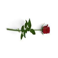 rouge Rose fleur tourné de droite isolé sur blanc Contexte photo