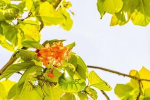 Kou cordia subcordata arbre à fleurs avec des feuilles vertes au Mexique