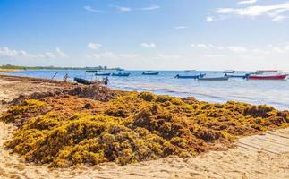 algues rouges très dégoûtantes plage de sargazo playa del carmen mexique
