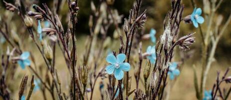 bleu lin fleur champ fleurs photo. petit bleu Floraison fleurs sur Prairie la photographie. photo