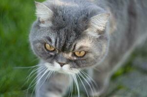 magnifique gris Britanique chat des promenades sur le vert pelouse, gratuit marcher de une animal de compagnie dans le jardin, liberté concept photo