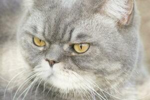 fermer portrait de une triste gris Britanique chat avec Jaune yeux, préféré animal de compagnie photo