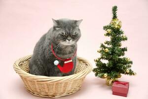 gris triste Britanique chat dans une Père Noël costume est assis dans une panier près le Noël arbre photo