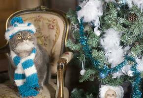 gris triste Britanique chat dans une Père Noël costume est assis dans une panier près le Noël arbre photo