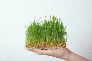 germé microgreen blé dans enfant main. en bonne santé superaliment Accueil croissance photo