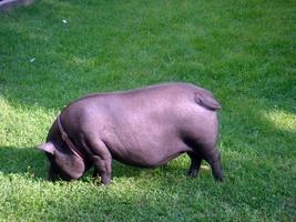 cochon sur une pelouse verte photo