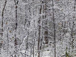textures de neige d'hiver, d'arbres et de plantes en gelée