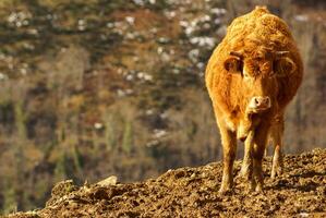 vache dans le domaine photo