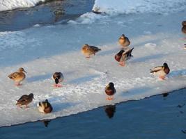 les canards s'assoient sur la glace et nagent dans la rivière photo