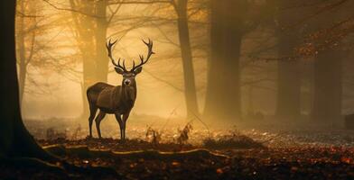 ai généré puissant rouge cerf permanent dans le forêt avec dense brouillard dans le matin, l'automne thème photo