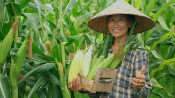 Sénior femme Les agriculteurs récolte blé pendant le agricole saison, en augmentant revenu. photo