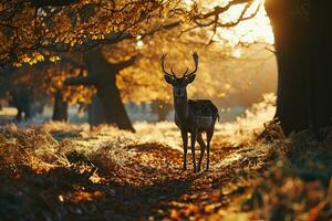 ai généré jachère cerf dans l'automne parc à le coucher du soleil. magnifique animal avec bois. photo