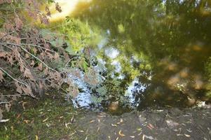 une petite rivière coule envahie de roseaux et bloquée par un barrage photo