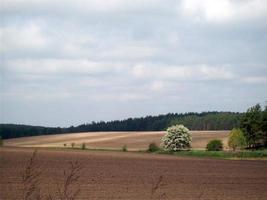 champ en dehors de la ville, plantes agricoles photo