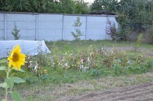 terres arables pour planter des sidérates dans le jardin photo