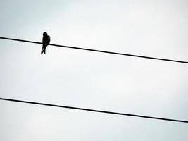 les oiseaux s'assoient sur les fils électriques de l'école photo