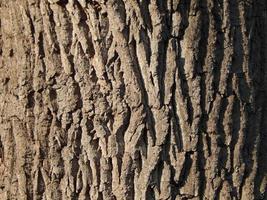 textures naturelles des arbres et des plantes