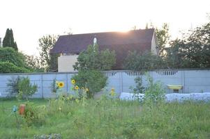 Tournesol tardif courbé le soir dans le jardin photo