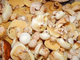 ramasser des champignons à la campagne dans les bois photo