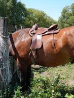 animaux sur fond d'enclos et nature photo