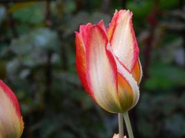 l'agriculture plantant des plantes et des fleurs de jardin photo