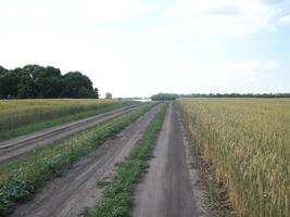 champ en dehors de la ville, plantes agricoles photo