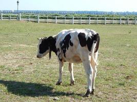 vaches paissant dans un enclos sur un pâturage dans un troupeau photo