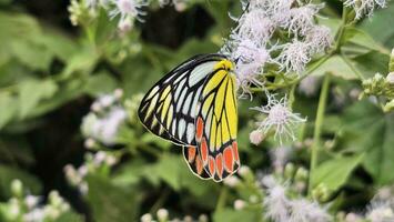 une coloré papillon est assis sur le fleurs sauvages. photo