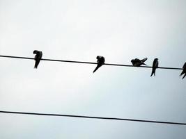 les oiseaux s'assoient sur les fils électriques de l'école