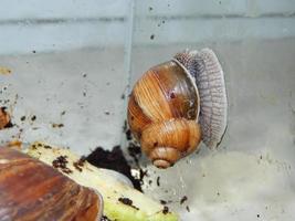 l'élevage de gros escargots dans le terrarium de la maison photo