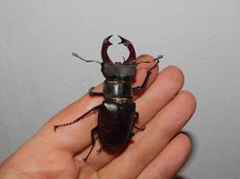 gros coléoptère insectes coléoptères photo