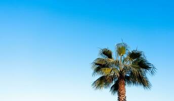 paume arbre sur clair bleu ciel dans ensoleillé journée été par le plage dans espagne.isolé Célibataire tropical arbre avec bleu arrière-plan, bannière Naturel avec copie espace pour mode, voyage, vacances d'été sur plage photo