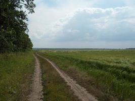 champ en dehors de la ville, plantes agricoles photo