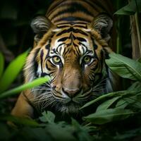 ai généré vue sumatran tigre furtivement traquer dans le dense jungle pour social médias Publier Taille photo