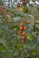 fruit arbre avec vert rouge jujube des fruits ou Pomme koul boroi dans le l'automne jardin photo