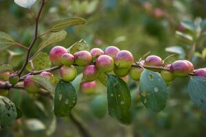 fruits de jujube rouge ou pomme kul boroi sur une branche dans le jardin. faible profondeur de champ photo