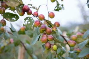 fruits de jujube rouge ou pomme kul boroi sur une branche dans le jardin. faible profondeur de champ photo