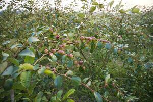 fruit arbre avec vert rouge jujube des fruits ou Pomme koul boroi dans le l'automne jardin photo